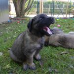 Amanda Magic, Lila Halsband